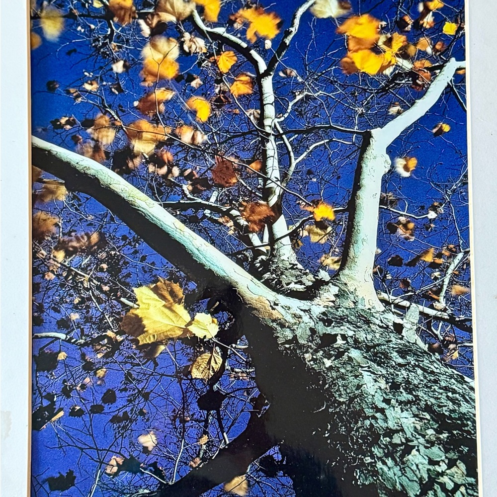 Original Photograph Autumn Tree Art Print